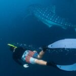 Whale Shark Saleh Bay: An Untouched Paradise for Gentle Giants and Curious Travelers