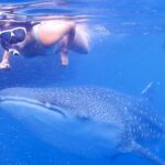 Whale Shark Sumbawa: The Hidden Jewel of Indonesia’s Marine Wonders